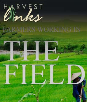Harvest Links project preview